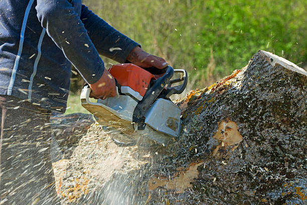 Professional Tree Services in Selma, CA